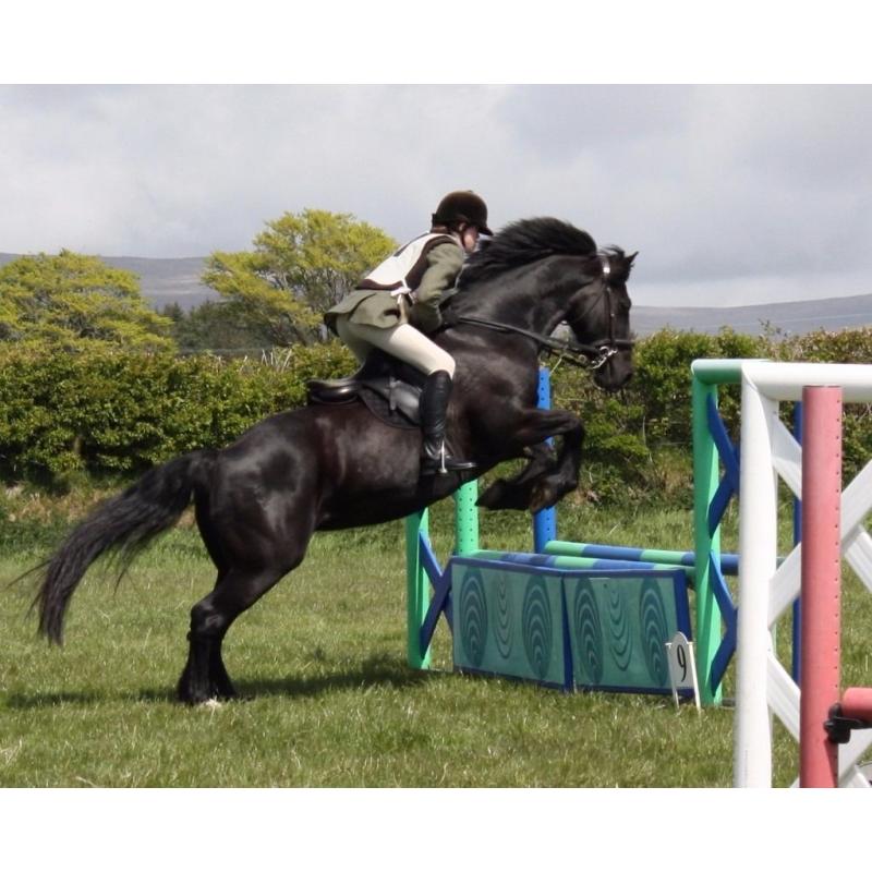 15.1hh reg Welsh Sec D Mare