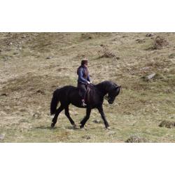 15.1hh reg Welsh Sec D Mare