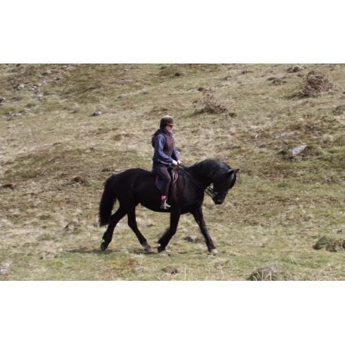 15.1hh reg Welsh Sec D Mare