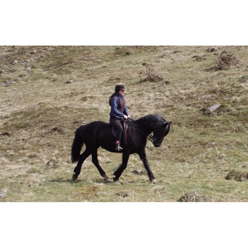 15.1hh reg Welsh Sec D Mare