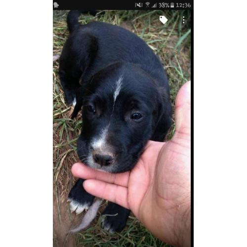 Golden retriever cross staffy pups
