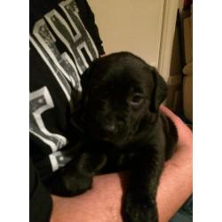 Golden retriever cross staffy pups