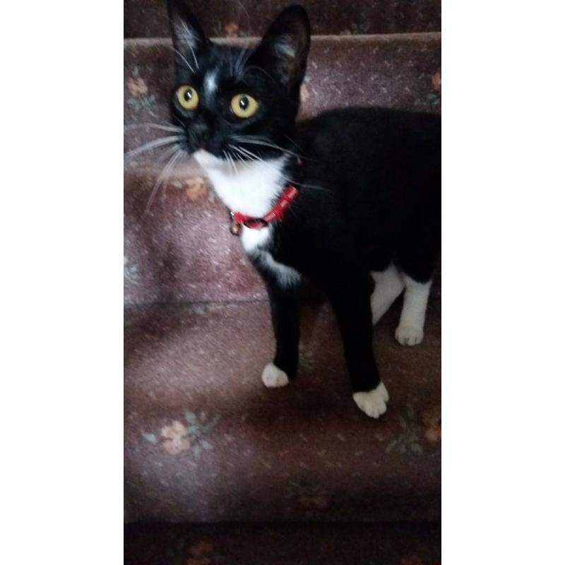 1 year old female cat