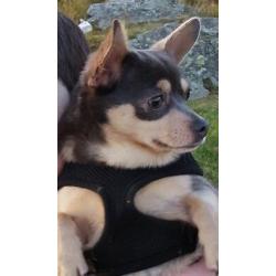 2 year old chichuhua