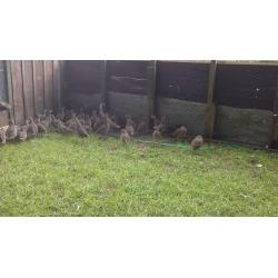 Grey Partridge for sale - Northern Ireland