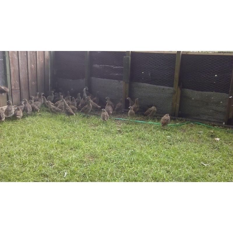 Grey Partridge for sale - Northern Ireland