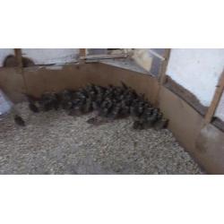 Grey Partridge for sale - Northern Ireland
