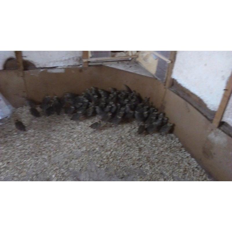 Grey Partridge for sale - Northern Ireland