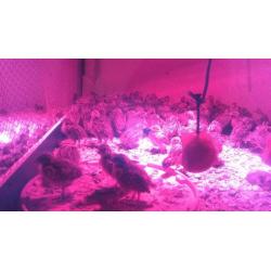 Grey Partridge for sale - Northern Ireland