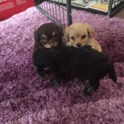 Poochi(poodle X chi)