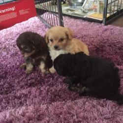 Poochi(poodle X chi)