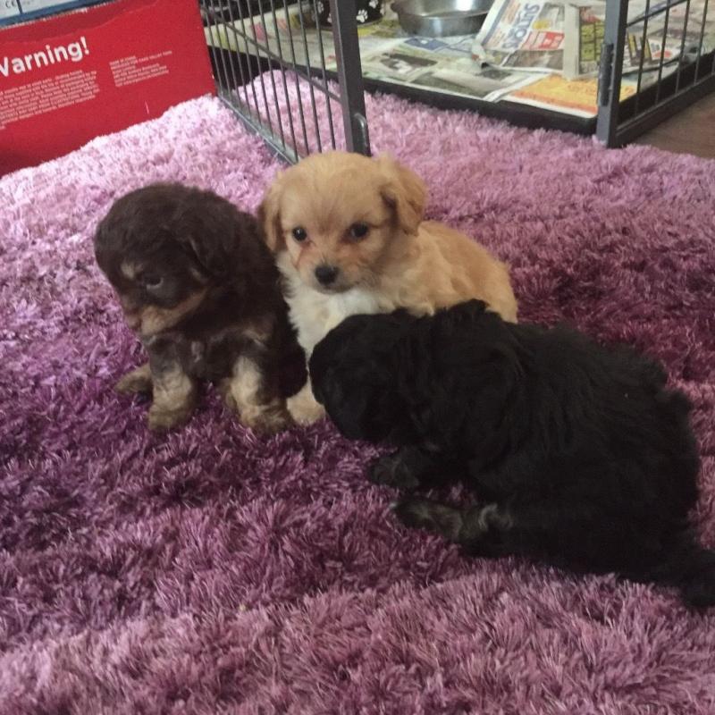 Poochi(poodle X chi)