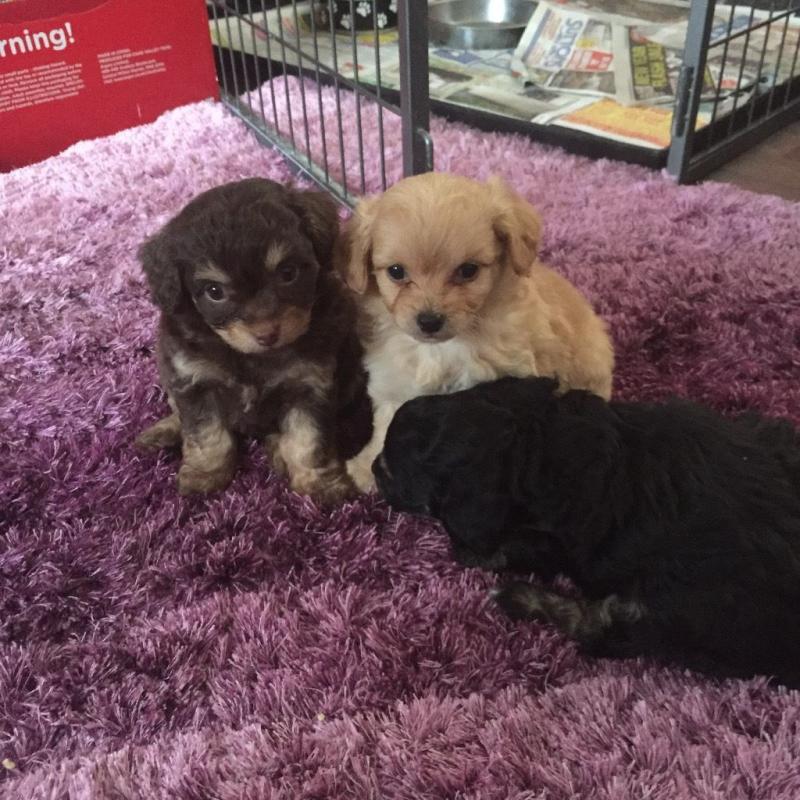 Poochi(poodle X chi)