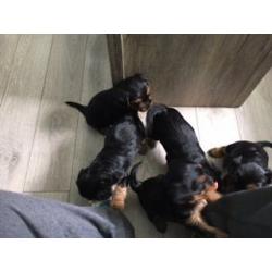 Yorkie puppies for sale