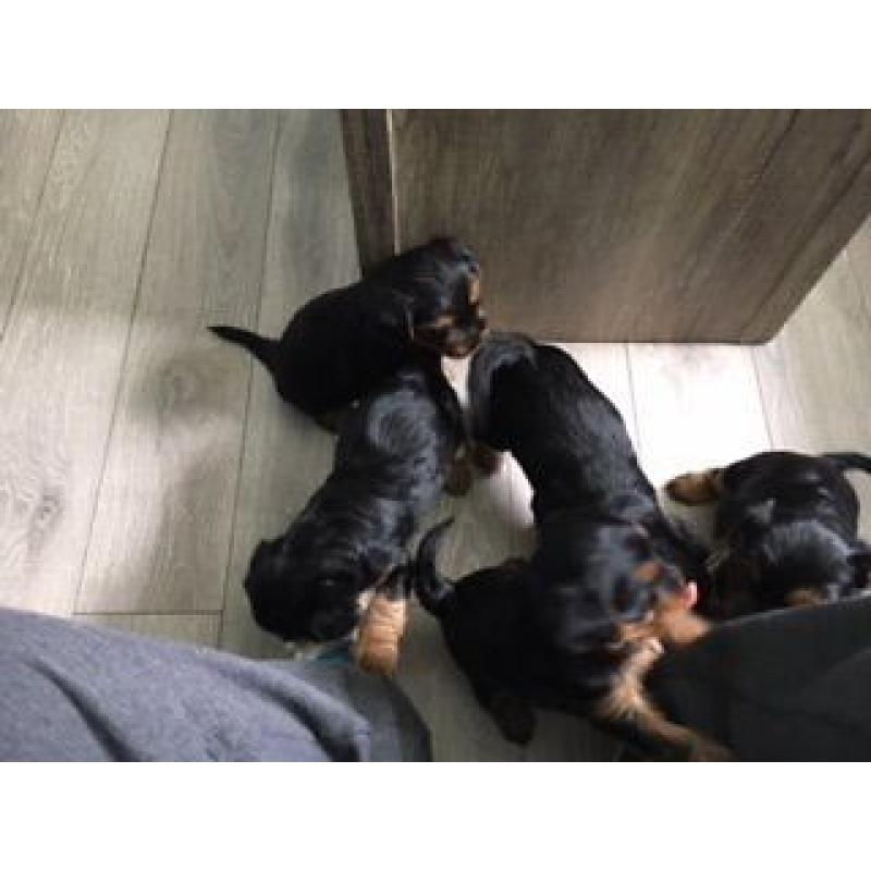 Yorkie puppies for sale