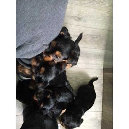 Yorkie puppies for sale
