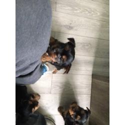 Yorkie puppies for sale