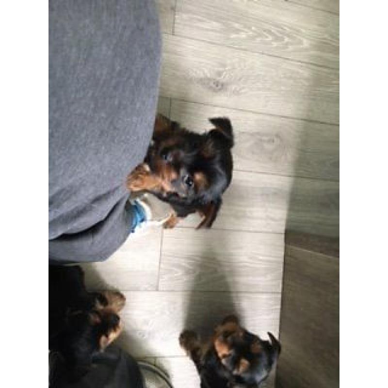 Yorkie puppies for sale