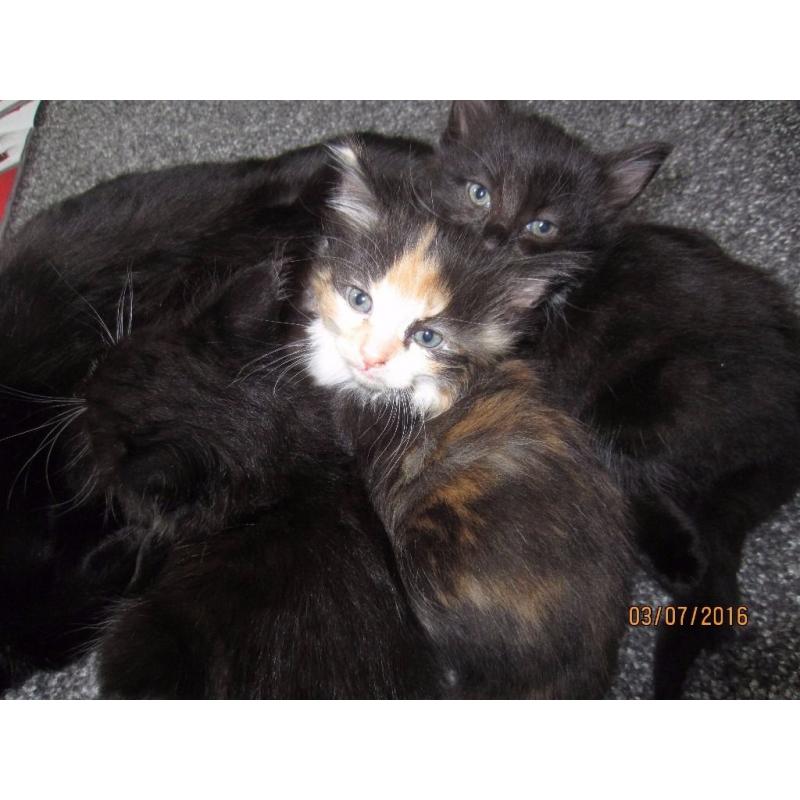 Black and White Fluffy Kitten for Sale