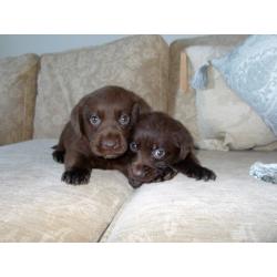 LABRADOR PUPS