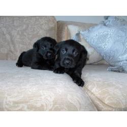 LABRADOR PUPS