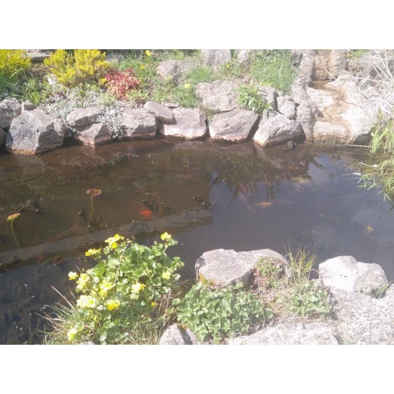 Various Koi Carp Small to Large 50 odd fish need rehoming.