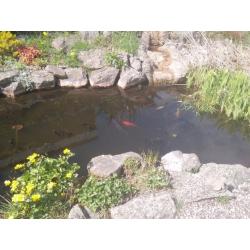 Various Koi Carp Small to Large 50 odd fish need rehoming.