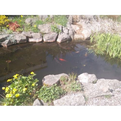 Various Koi Carp Small to Large 50 odd fish need rehoming.