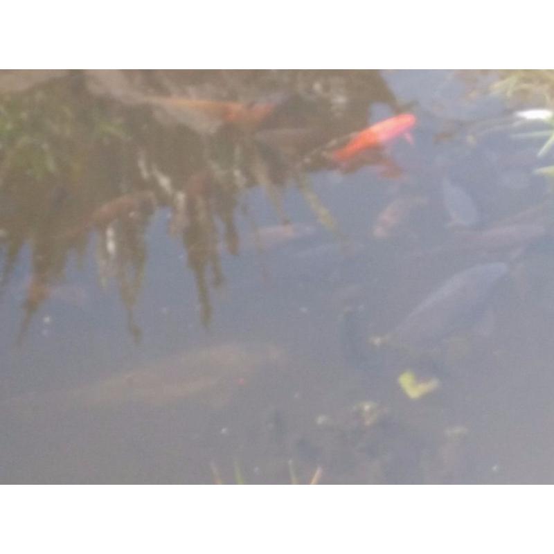 Various Koi Carp Small to Large 50 odd fish need rehoming.