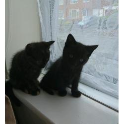 2 males 1 female kittens
