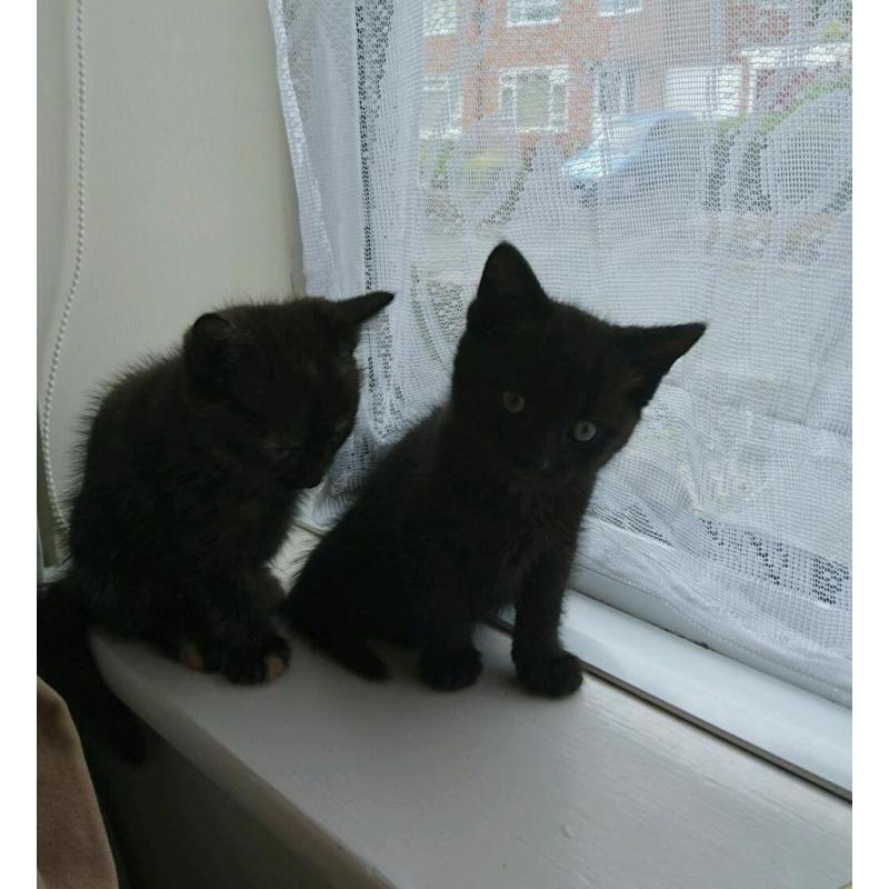 2 males 1 female kittens
