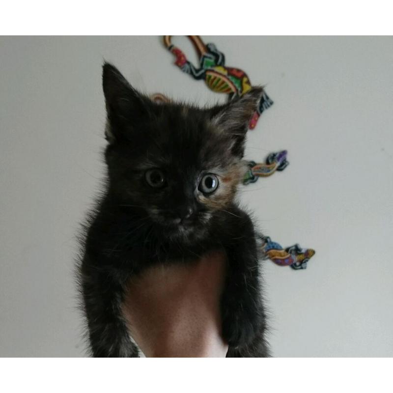 2 males 1 female kittens