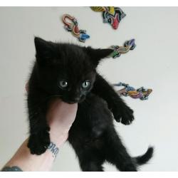 2 males 1 female kittens