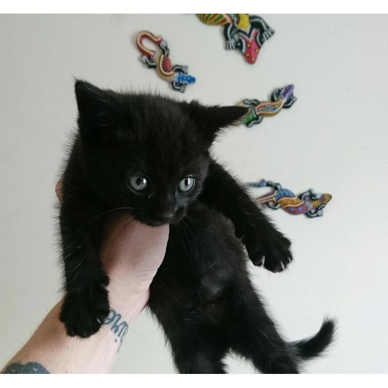 2 males 1 female kittens