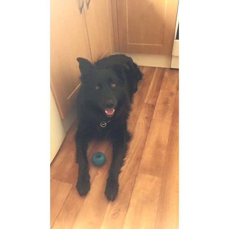 German Shepard/collie cross