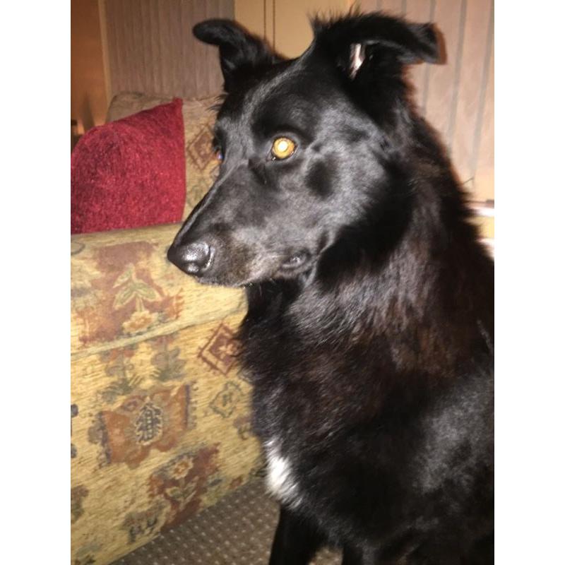 German Shepard/collie cross