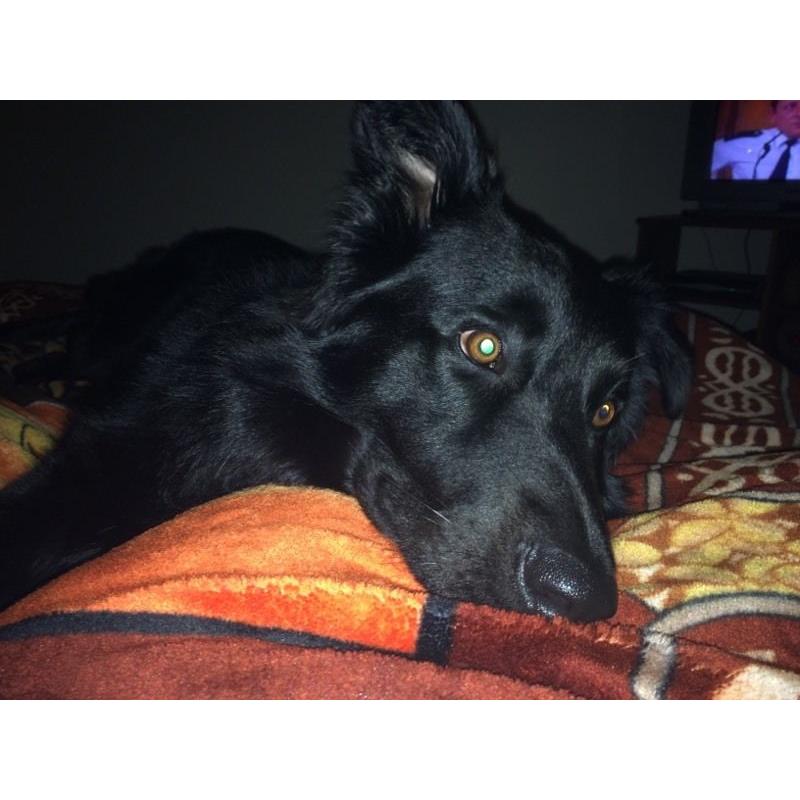 German Shepard/collie cross