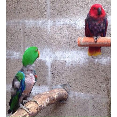 Pair of vosermeri Eclectus parrots