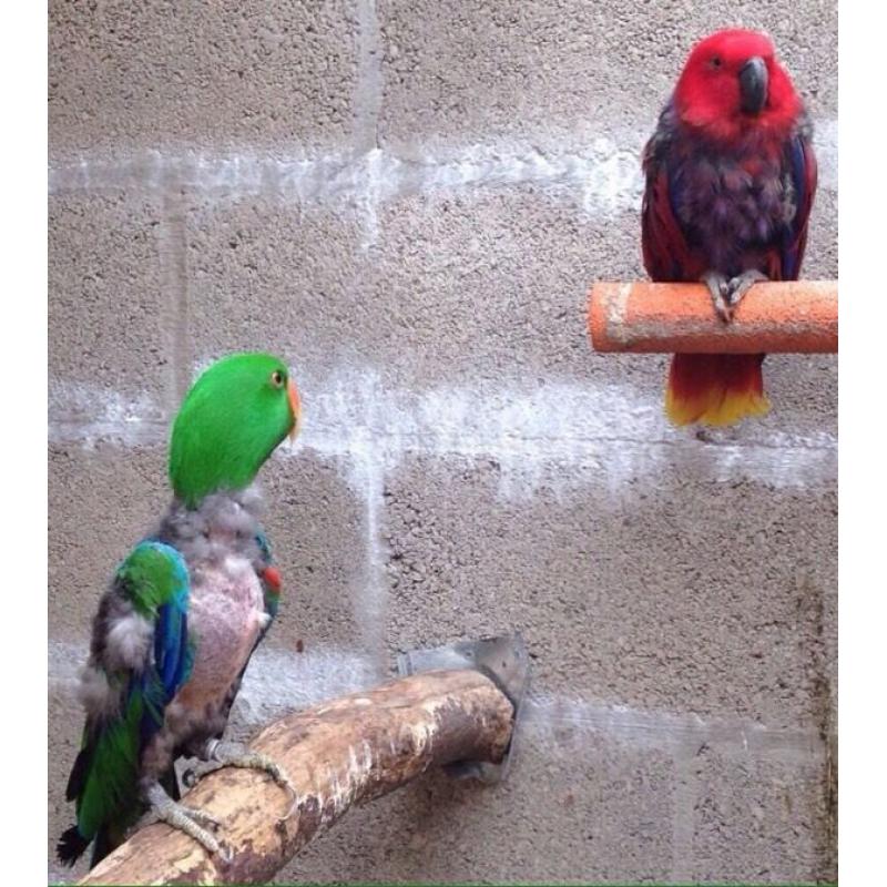 Pair of vosermeri Eclectus parrots