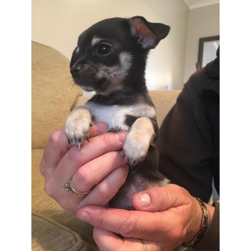 Beautiful chihuahua boys