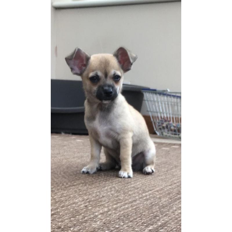Beautiful chihuahua boys