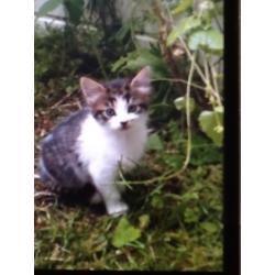 3 kittens for sale ready to go now