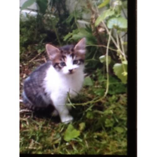 3 kittens for sale ready to go now