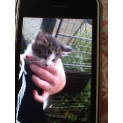 3 kittens for sale ready to go now