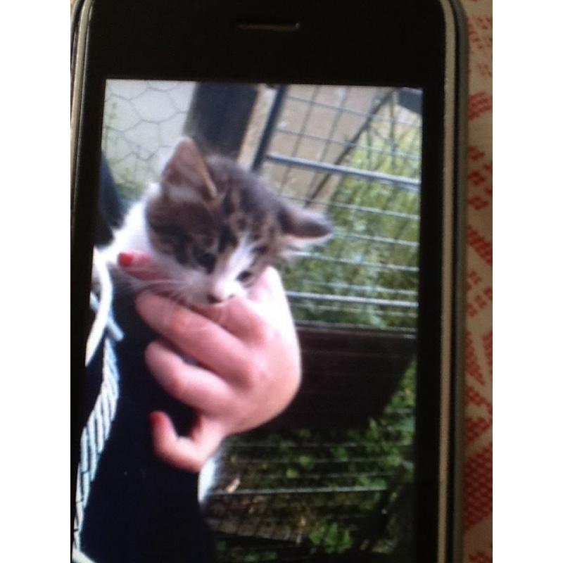 3 kittens for sale ready to go now