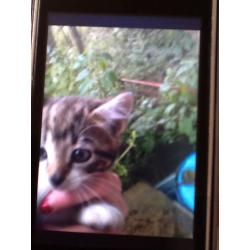 3 kittens for sale ready to go now
