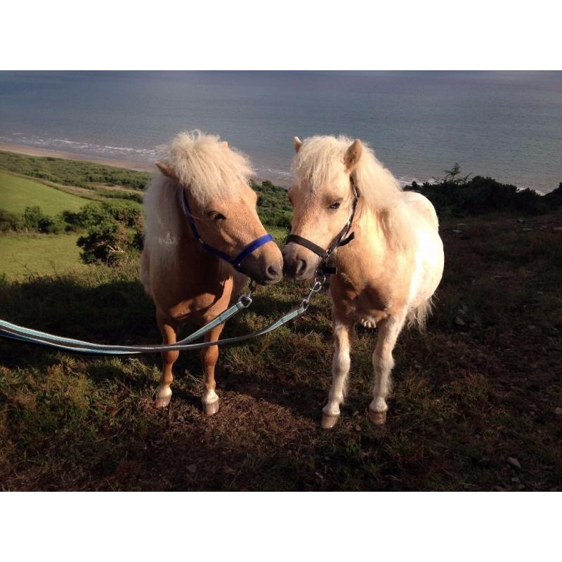 Palomino Miniature Shetland Pair
