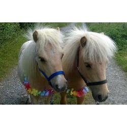 Palomino Miniature Shetland Pair