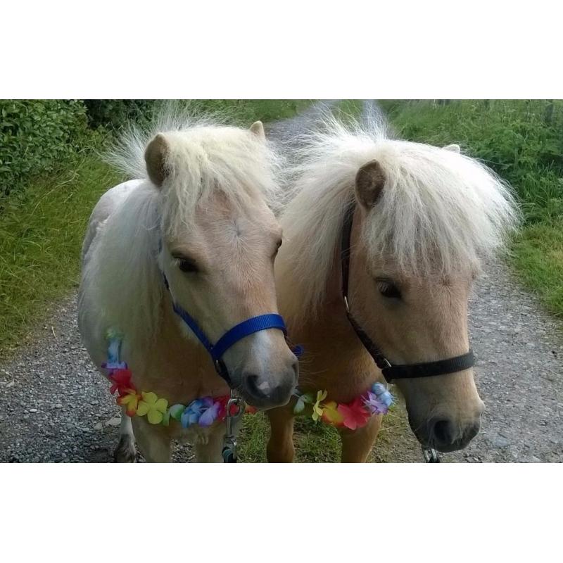 Palomino Miniature Shetland Pair