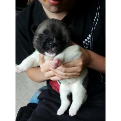 Akita puppies